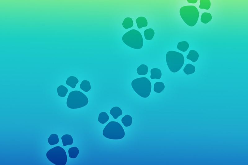 Paw Patrol